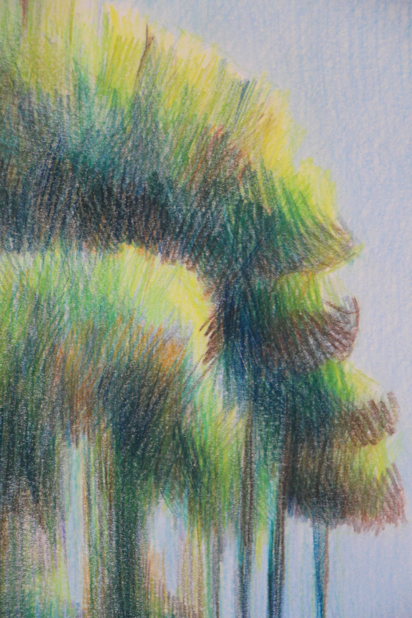 Trees in La Barra | Original Artwork